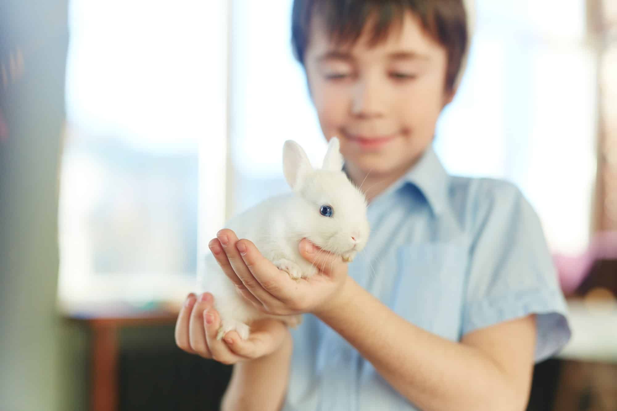 Quels sont les caractères d’un lapin extra nain?